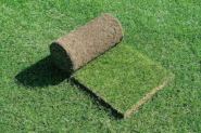 1680 - Gras