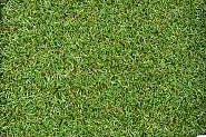 Kunstgras Premium pleasure 4m1 breed