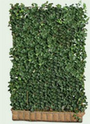 1700 - Planten
