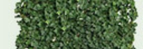 1700 - Planten
