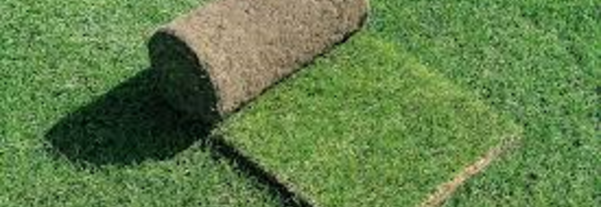 1680 - Gras